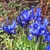 small irises with vivid blue flowers