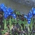 small irises with vivid blue flowers