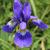 Iris sanguinea flower