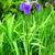 Iris setosa flower