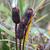 Fruit