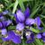 Iris sibirica