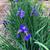 Iris sibirica