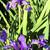 Iris sibirica