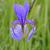 Flower and bud