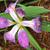 Iris tectorum