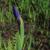 Flower bud