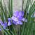Iris unguicularis 'Mary Barnard' close up