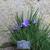Iris unguicularis 'Mary Barnard'