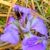Purple-blue flower with yellow and white markings on the falls