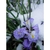 Growing in snow