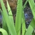 Leaf detail