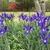 Bed of blue-flowered irises.