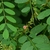 pinnately compound leaves and a spike of pink pea flowers.