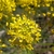 Close up on a cluster of yellow flowers.