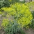 Herbaceous plant bearing a cloud of yellow flowers.