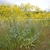 Herbaceous plant bearing a cloud of yellow flowers.