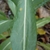 Single, simple, sessile, somewhat fleshy leaf with pale midvein.