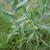 Herbaceous plant with sessile simple leaves with pale midveins.