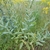 Herbaceous plant with sessile simple leaves with pale midveins.