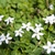 White flowers with 5 petals