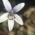 Closeup fo 5 petaled flower. White with purple undertones