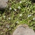 Spreading low growing plant in bloom