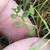Small lobed green leaves