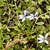 Plant growing with flowers and leaves