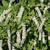 Itea virginica
