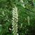 Itea virginica