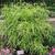 Itea virginica