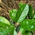 Green oval leaves with serrated margins