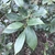 Branch with alternate leaves