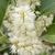 Closeup of clusters of small white flowers