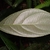 Paler underside of leaf