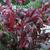 Itea virginica 'Henry's Garnet' red leaves