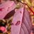 Itea virginica 'Henry's Garnet' red leaves in late fall