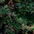 Itea virginica 'Little Henry'