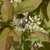 Itea virginica 'Little Henry'