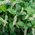 Itea virginica 'Little Henry'