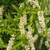 Itea virginica 'Little Henry'