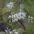 Itea virginica 'Henry's Garnet' flowers