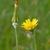 Tragopogon pratensis