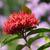 Ixora coccinea
