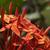 Ixora coccinea