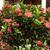 Ixora coccinea