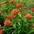 Ixora coccinea
