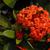 Ixora coccinea