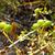 Unripe fruits